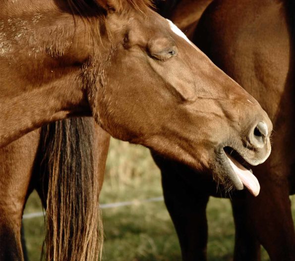 Bei Husten oder Bronchitis kommt es zu einem entzündlichen Prozess in den Atemwegen des Pferdes. Dieser ist begleitet von erschwerter Atmung und vermehrtem Auswurf, welcher auch teils zähflüssig sein kann.