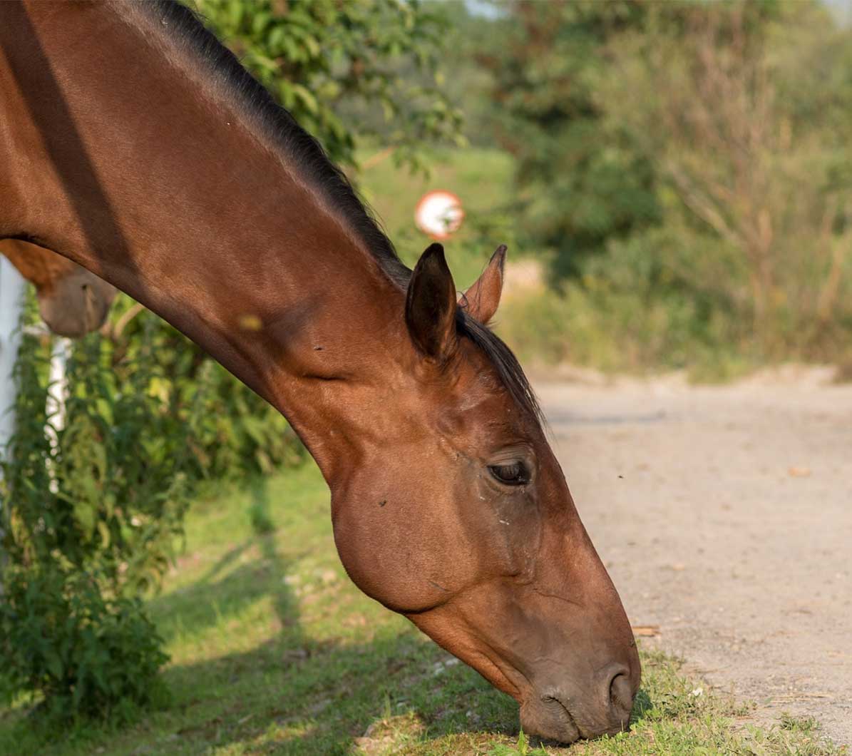 Leistenbruch Pferd Symptome